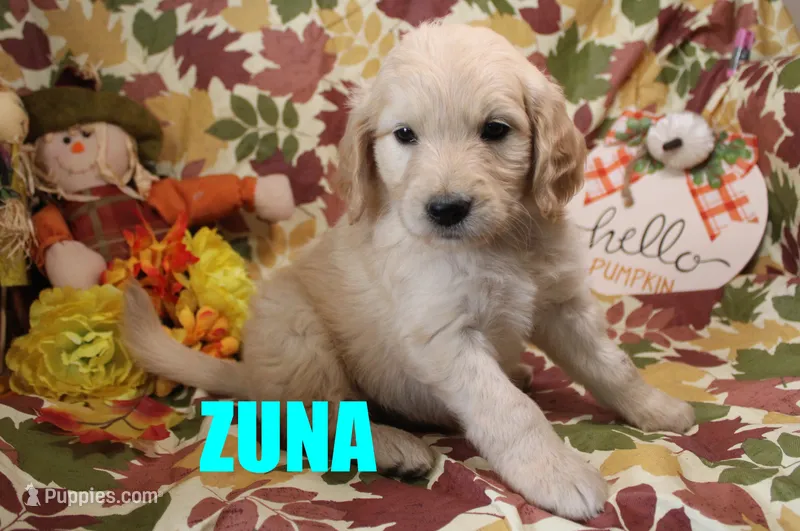 Zuna – Goldendoodle puppy for sale in Jasper, AR