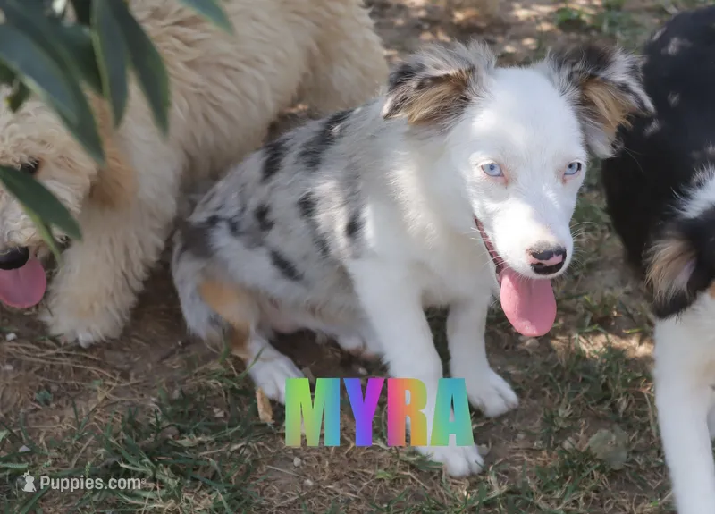 Myra – Miniature Australian Shepherd puppy for sale in Jasper, AR