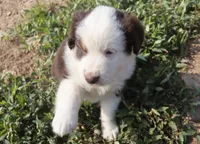 Tonka, a male Miniature Australian Shepherd for sale in Jasper, AR – 2 of 3