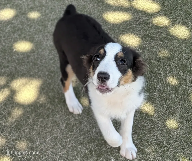 Kongo – Miniature Australian Shepherd puppy for sale in Jasper, AR