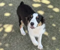 Kongo, a male Miniature Australian Shepherd for sale in Jasper, AR – 1 of 7