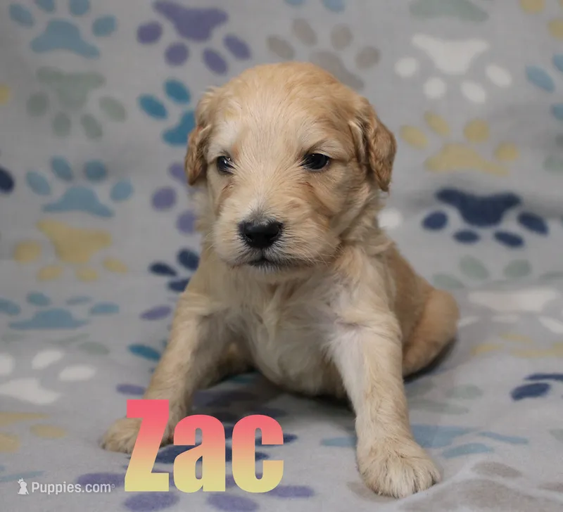 Zac – Goldendoodle puppy for sale in Jasper, AR