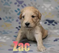 Zac, a male Goldendoodle for sale in Jasper, AR – 1 of 2