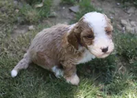 Pixy, a female Poodle - Miniature  for sale in Jasper, AR – 2 of 3