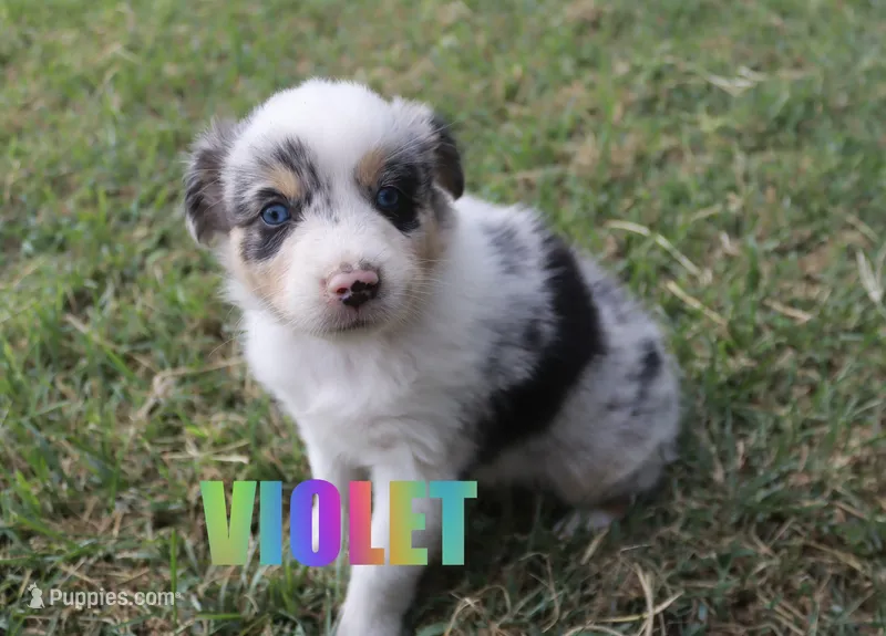 Violet – Australian Shepherd puppy for sale in Jasper, AR