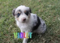 Violet, a female Australian Shepherd for sale in Jasper, AR – 4 of 8