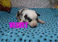 Velvet, a female Australian Shepherd for sale in Jasper, AR – 2 of 2
