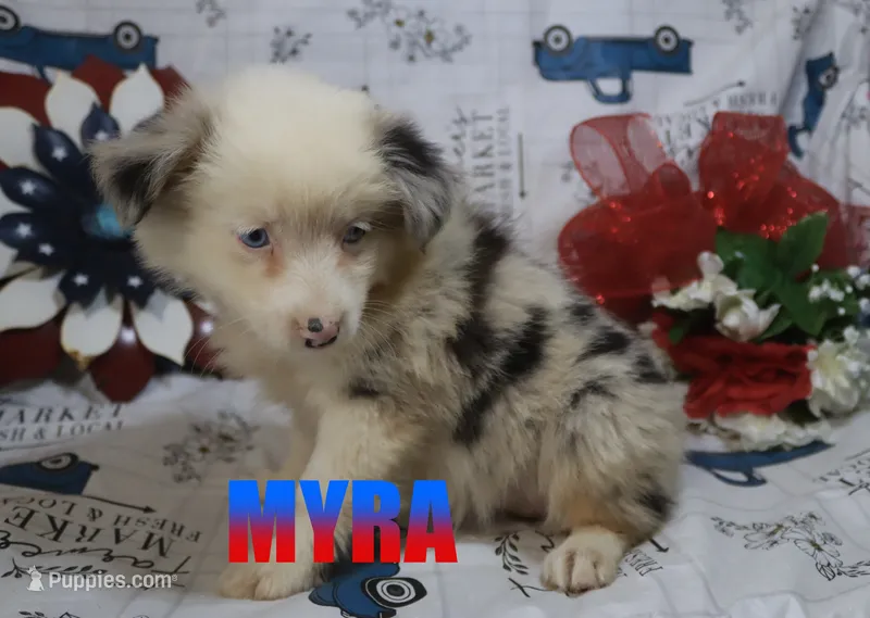 Myra – Miniature Australian Shepherd puppy for sale in Jasper, AR