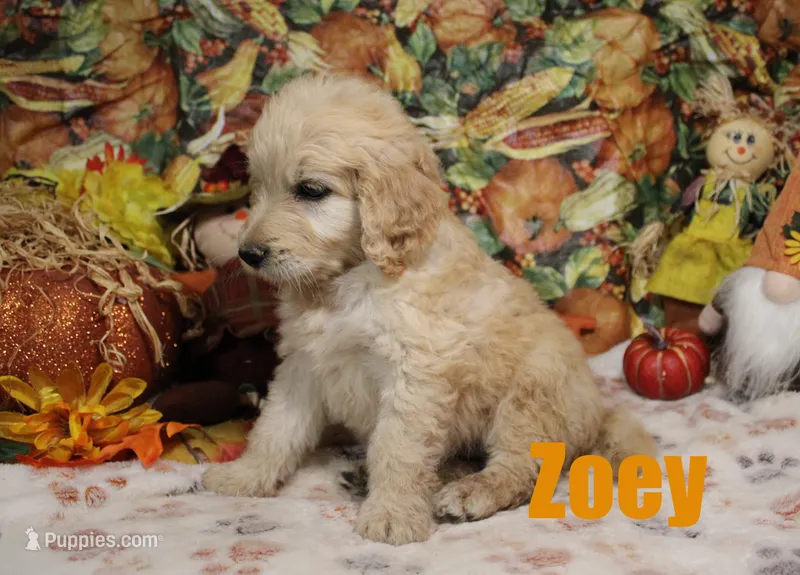 Zoey – Goldendoodle puppy for sale in Jasper, AR