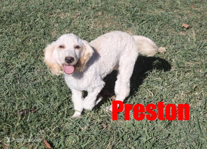 preston – Poodle - Miniature  puppy for sale in Jasper, AR