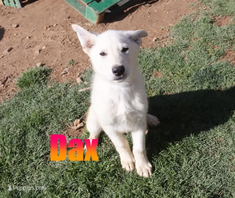 Dax, a male German Shepherd Dog for sale in Jasper, AR – Photo 1 of 1