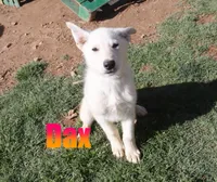 Dax, a male German Shepherd Dog for sale in Jasper, AR – 3 of 3
