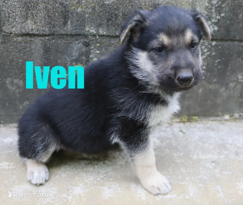 Ivan – German Shepherd Dog puppy for sale in Jasper, AR