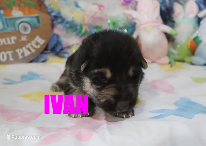 Ivan – German Shepherd Dog puppy for sale in Jasper, AR