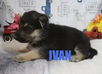 Ivan, a male German Shepherd Dog for sale in Jasper, AR – Photo 1 of 3