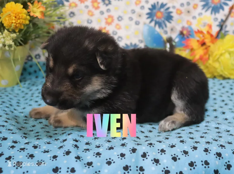 Ivan – German Shepherd Dog puppy for sale in Jasper, AR