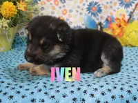 Ivan, a male German Shepherd Dog for sale in Jasper, AR – Photo 2 of 3