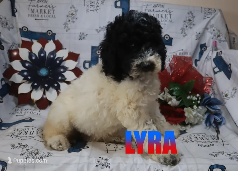 Lyra – Poodle - Standard  puppy for sale in Jasper, AR