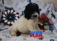 Lyra, a male Poodle - Standard  for sale in Jasper, AR – 2 of 8