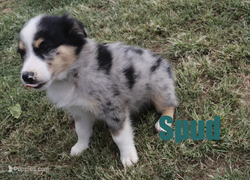 Spud – Australian Shepherd puppy for sale in Jasper, AR