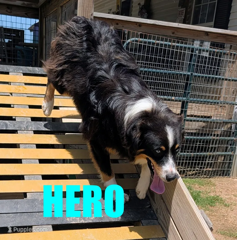 hero – Australian Shepherd puppy for sale in Jasper, AR