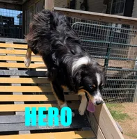 hero, a male Australian Shepherd for sale in Jasper, AR – 1 of 10