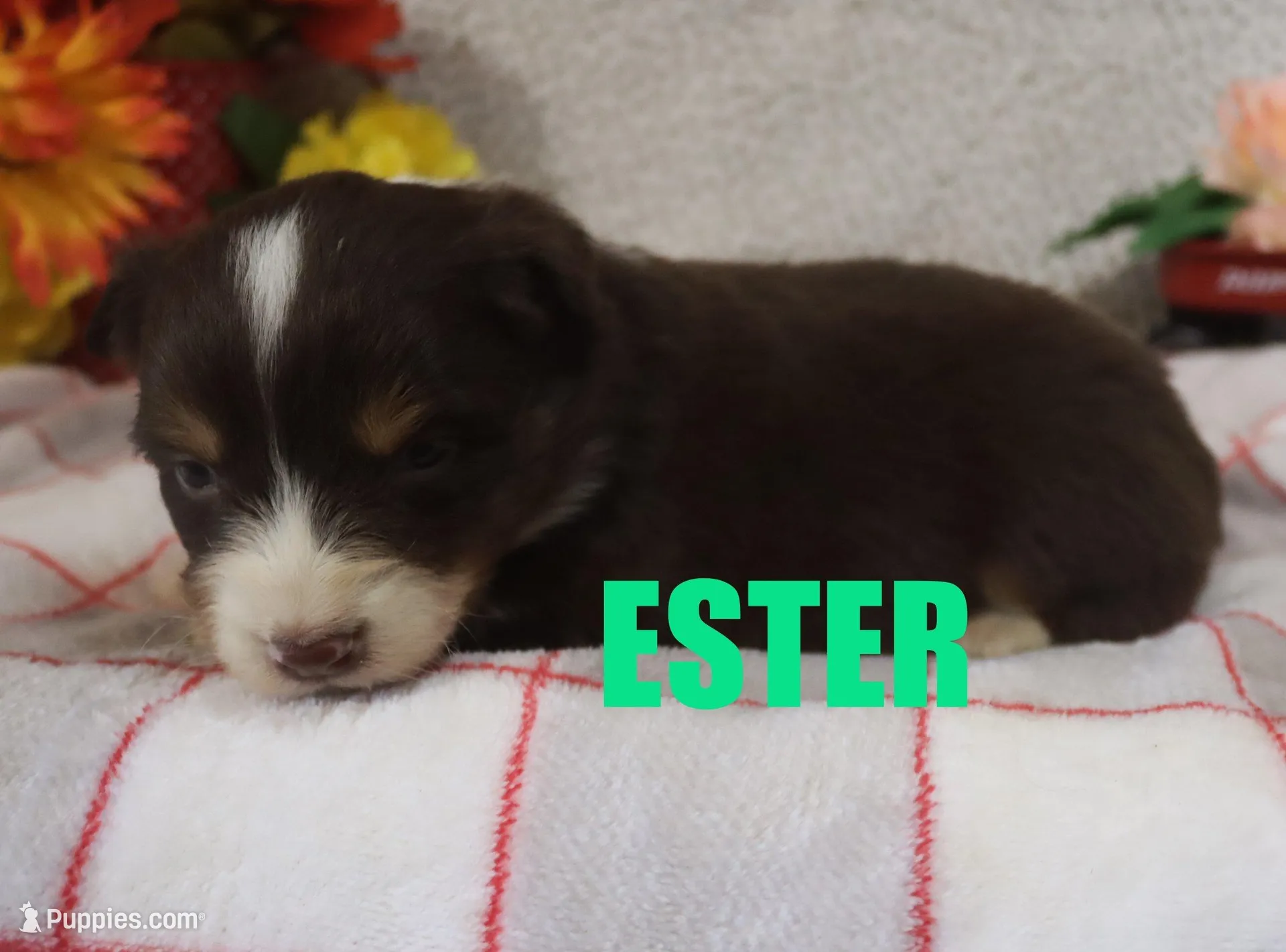 Ester, a female Australian Shepherd for sale in Jasper, AR – Photo 3 of 4