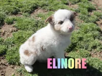 Elinore, a female Australian Shepherd for sale in Jasper, AR – Photo 2 of 6
