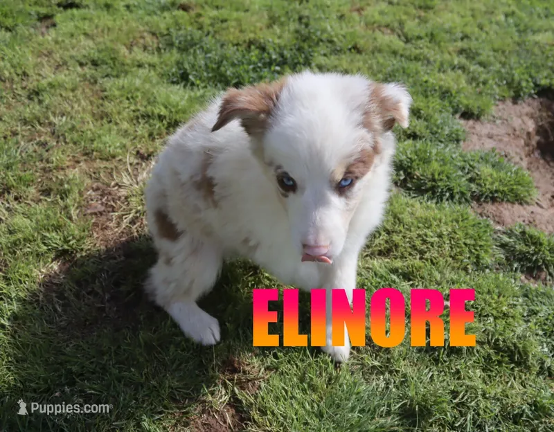 Elinore – Australian Shepherd puppy for sale in Jasper, AR