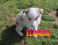 Elinore, a female Australian Shepherd for sale in Jasper, AR – 4 of 10
