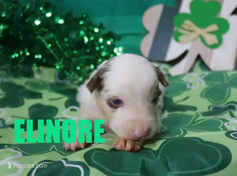 Elinore – Australian Shepherd puppy for sale in Jasper, AR