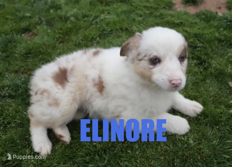 Elinore – Australian Shepherd puppy for sale in Jasper, AR