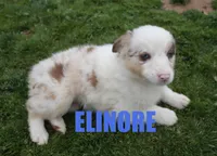 Elinore, a female Australian Shepherd for sale in Jasper, AR – Photo 1 of 6