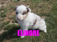 Elinore, a female Australian Shepherd for sale in Jasper, AR – Photo 3 of 6