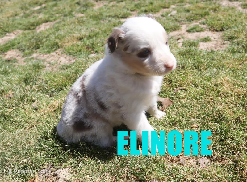 Elinore – Australian Shepherd puppy for sale in Jasper, AR