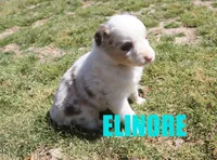 Elinore, a female Australian Shepherd for sale in Jasper, AR – Photo 4 of 6