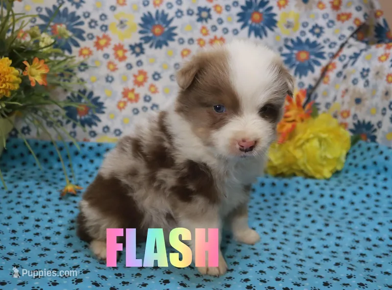 Flash – Australian Shepherd puppy for sale in Jasper, AR