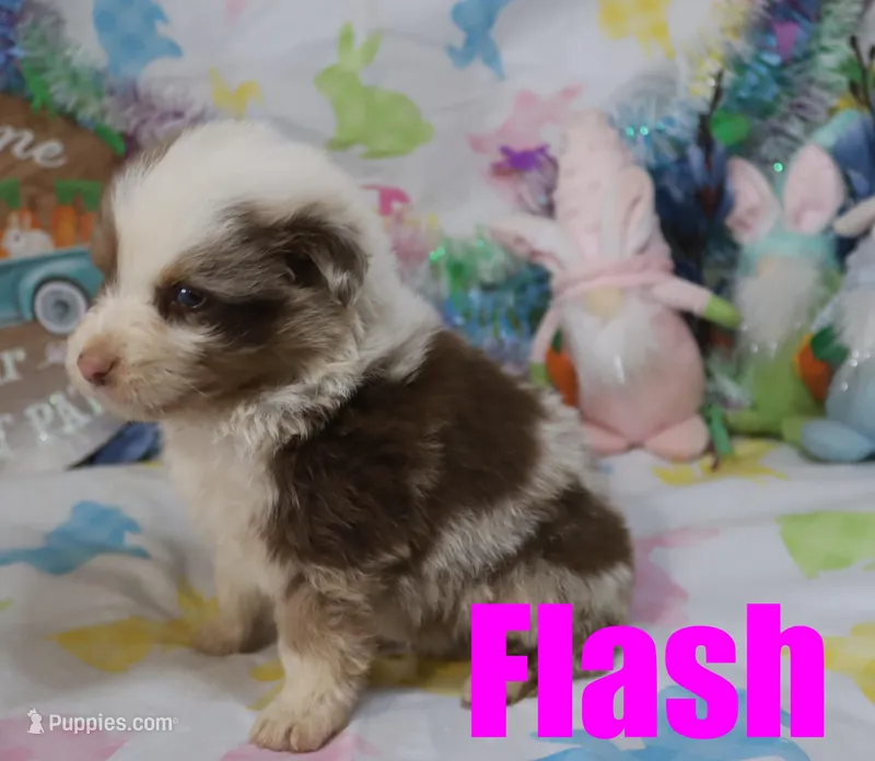 Flash – Australian Shepherd puppy for sale in Jasper, AR