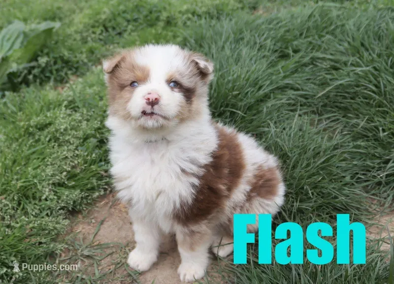 Flash – Australian Shepherd puppy for sale in Jasper, AR