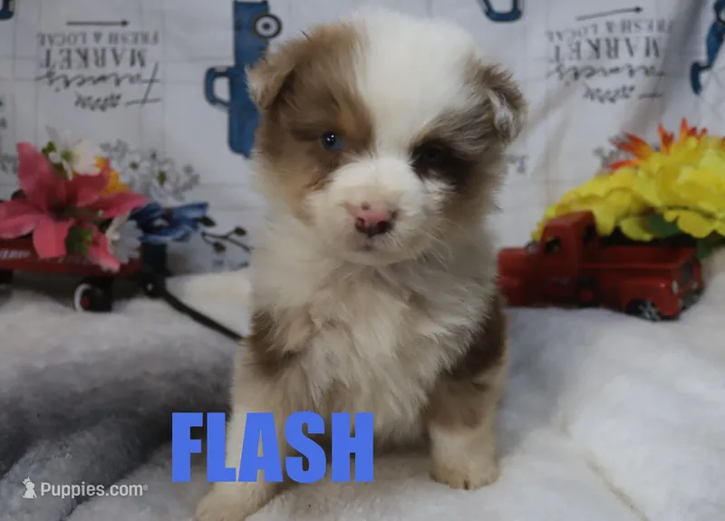 Flash – Australian Shepherd puppy for sale in Jasper, AR