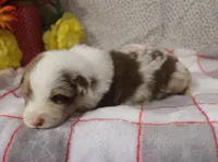 Flash, a male Australian Shepherd for sale in Jasper, AR – Photo 3 of 3