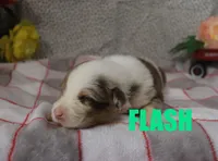 Flash, a male Australian Shepherd for sale in Jasper, AR – Photo 2 of 3