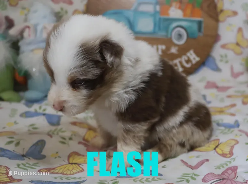 Flash – Australian Shepherd puppy for sale in Jasper, AR