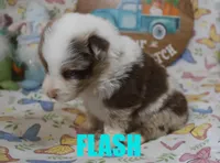 Flash, a male Australian Shepherd for sale in Jasper, AR – Photo 1 of 3