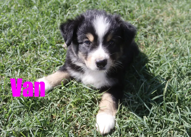 Van – Australian Shepherd puppy for sale in Jasper, AR