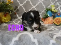 Echo, a male Miniature Australian Shepherd for sale in Jasper, AR – Photo 9 of 9