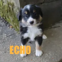Echo, a male Miniature Australian Shepherd for sale in Jasper, AR – Photo 8 of 9
