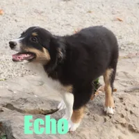 Echo, a male Miniature Australian Shepherd for sale in Jasper, AR – Photo 6 of 9