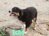 Echo, a male Miniature Australian Shepherd for sale in Jasper, AR – Photo 5 of 9