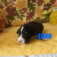 Echo, a male Miniature Australian Shepherd for sale in Jasper, AR – Photo 3 of 9